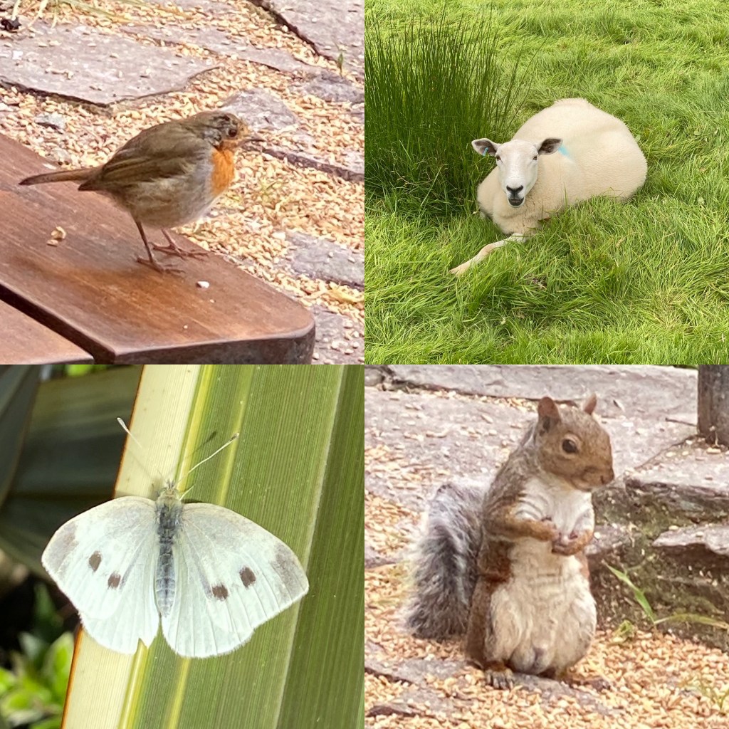 Wildlife at Lake Vyrnwy
