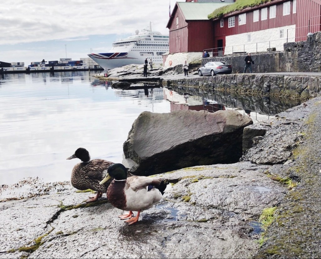 Duck models in Tinganes 📷 by Nocruisecontrol