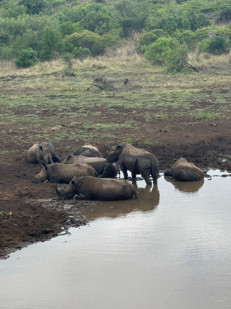 A group of Rhinos lying in the water in a watering hole.
