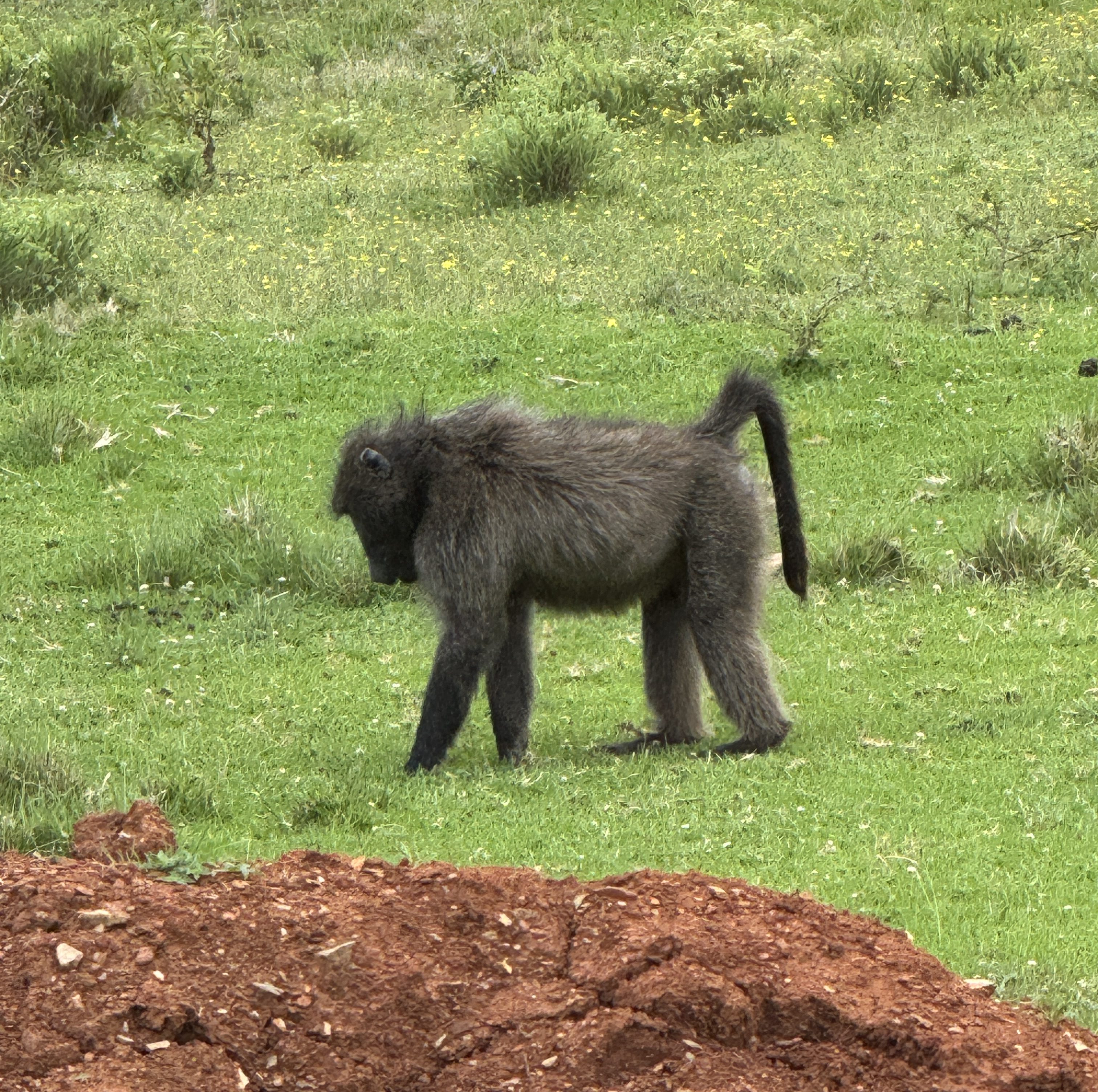 A Baboon picking fruit from the plants he's walking over