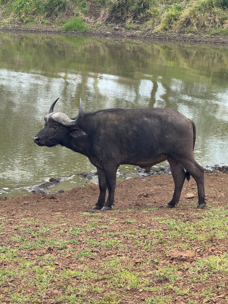 A Cape Buffalo standing next to a watering hole.