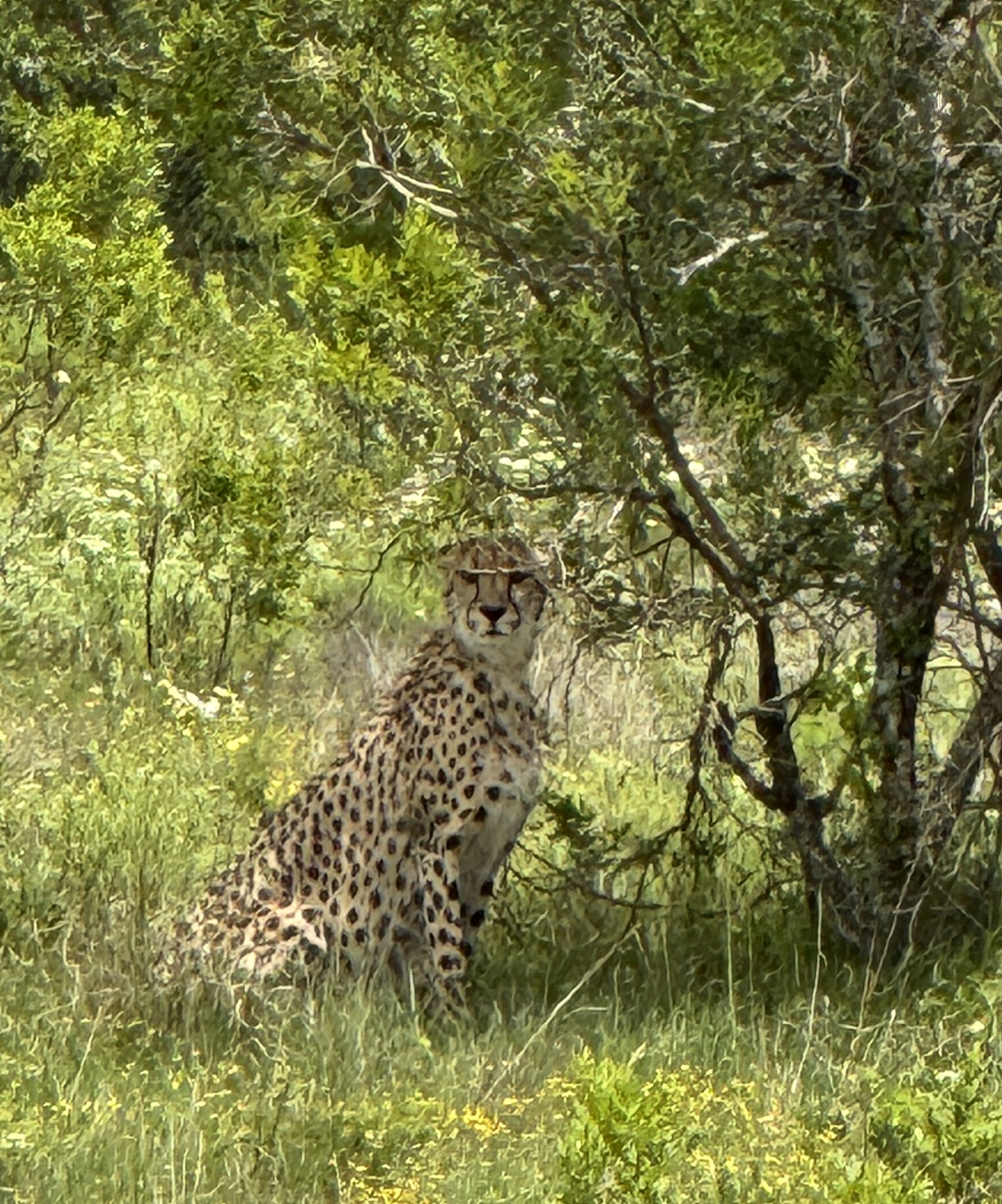A Cheetah sitting in the shade under a tree