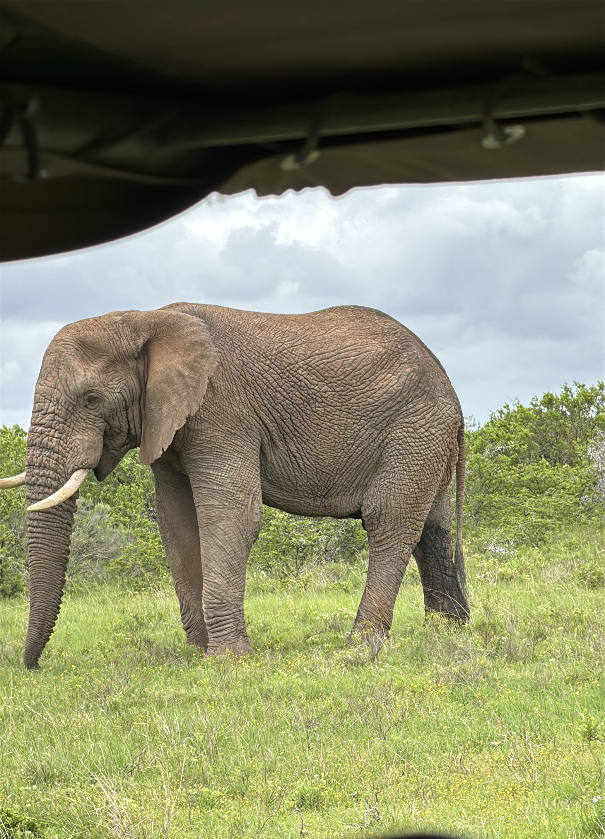 An elephant walking past the jeep