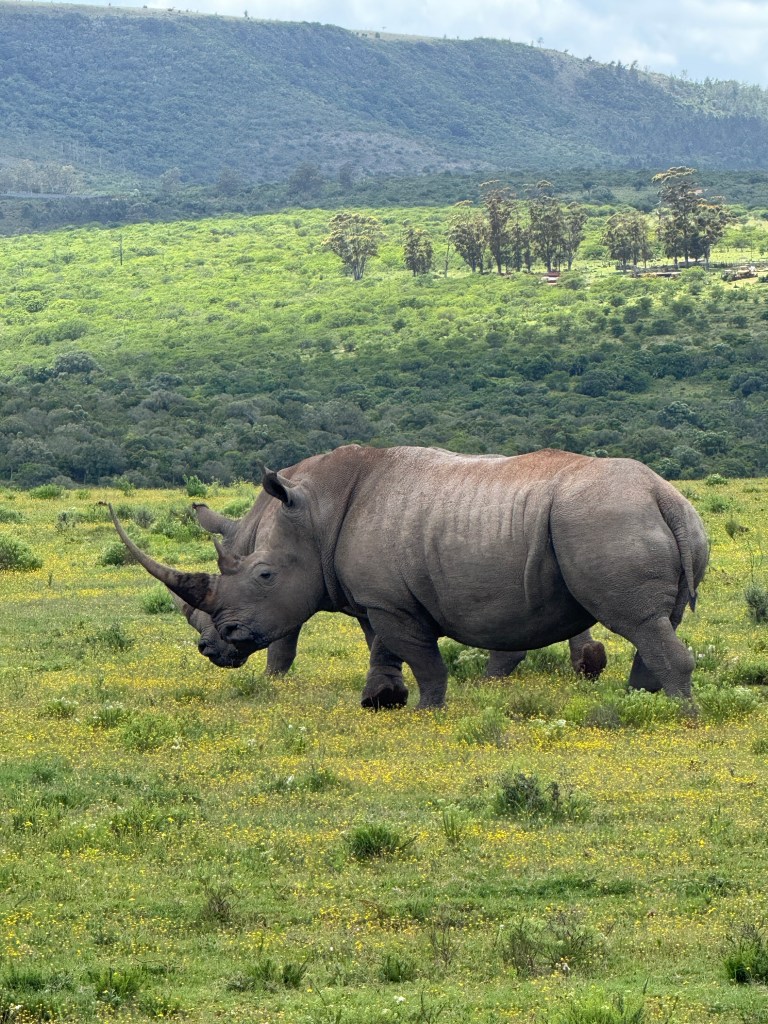 Two Rhinos standing on the grasslands.
