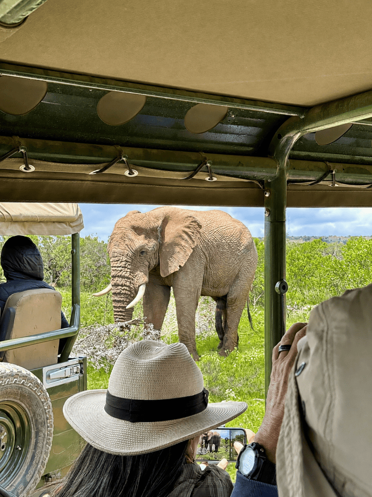 An elephant passing two Safari jeeps in South Africa