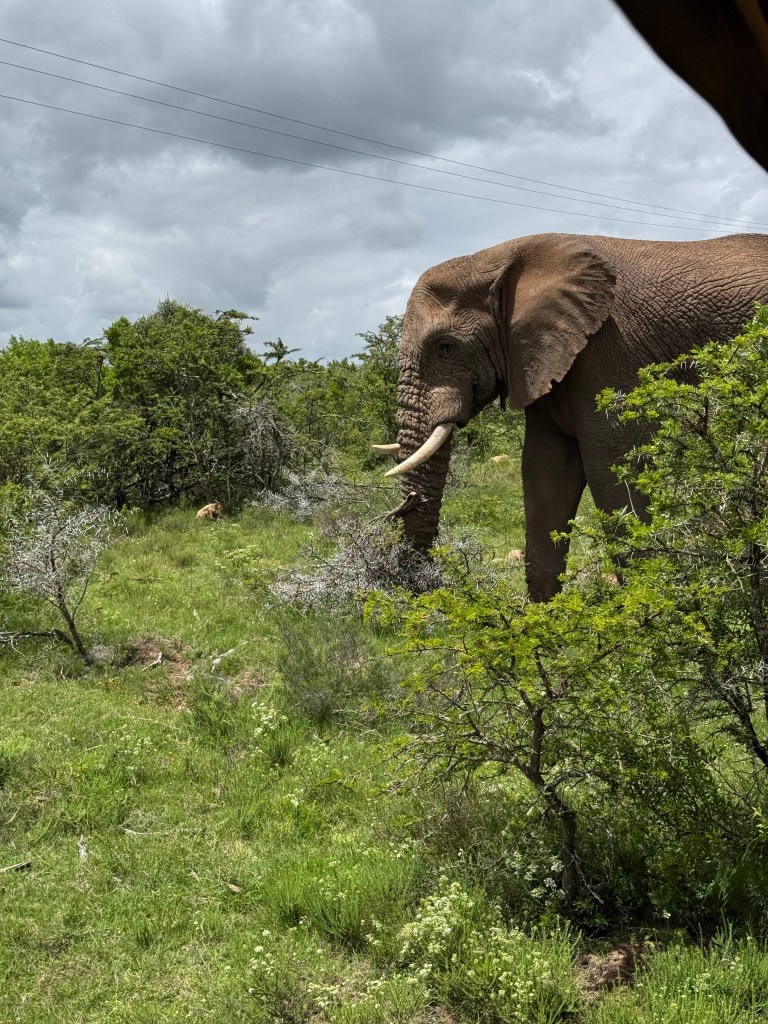 A male elephant walking through the green bushes