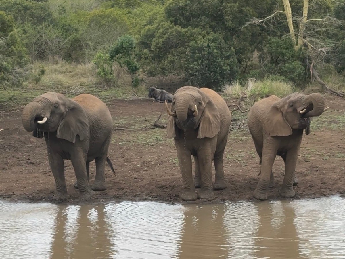 Can You Go on Safari From a South Africa&nbsp;Cruise?