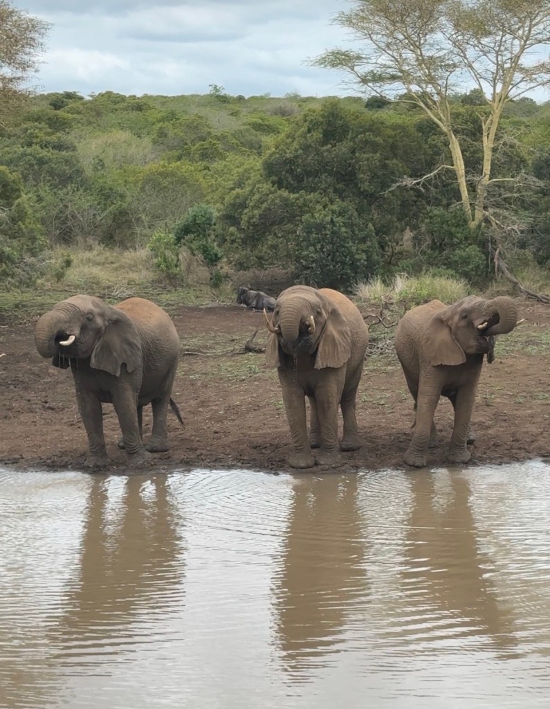 Three elephants standing and drinking at a watering hole.