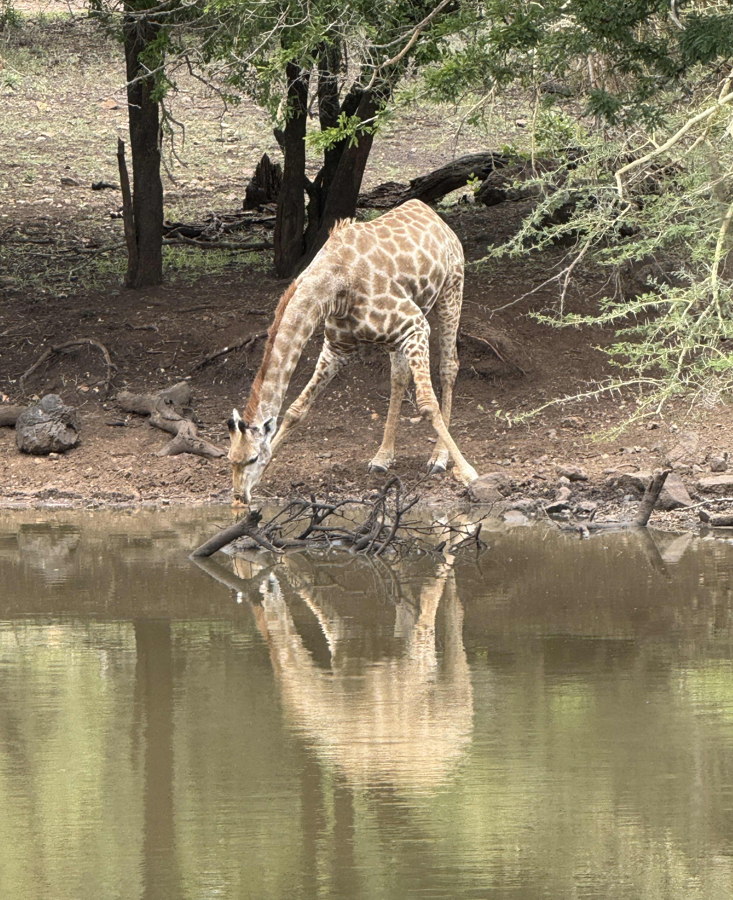 A Giraffe with its legs spread drinking from a watering hole.