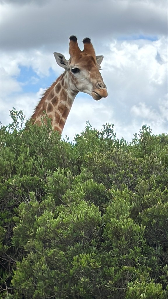 A Giraffe peering over a bunch of green bushes.