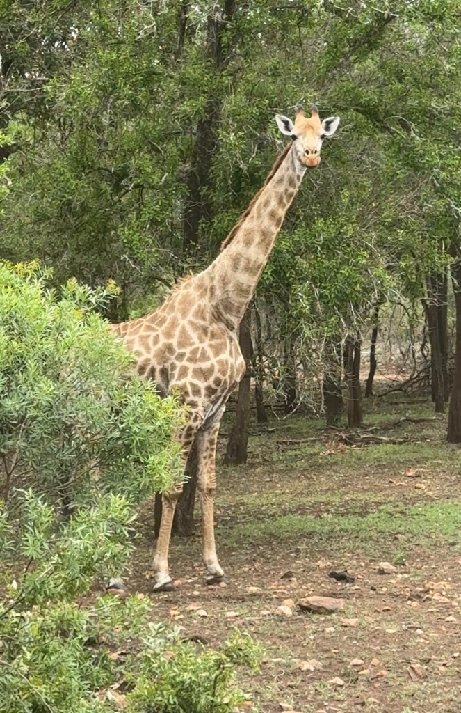A giraffe standing partly behind a bush looking at the camera.