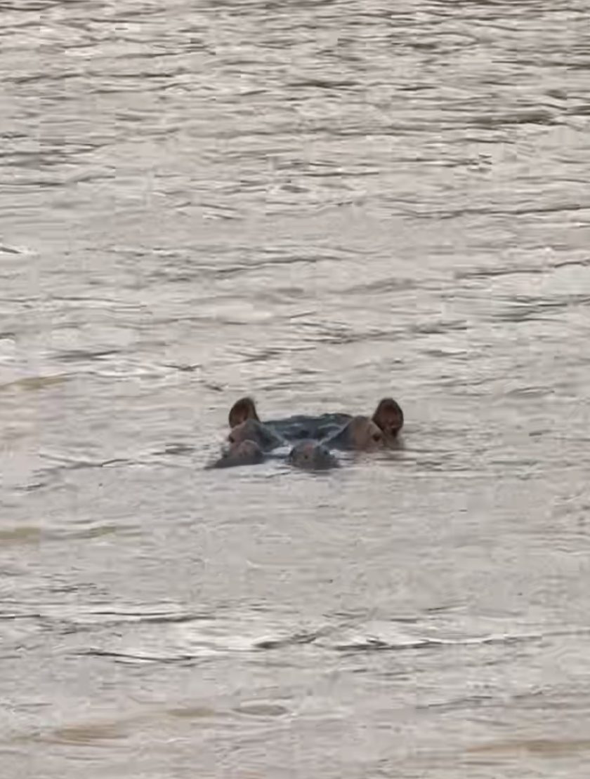 A Hippo peering out of the water.