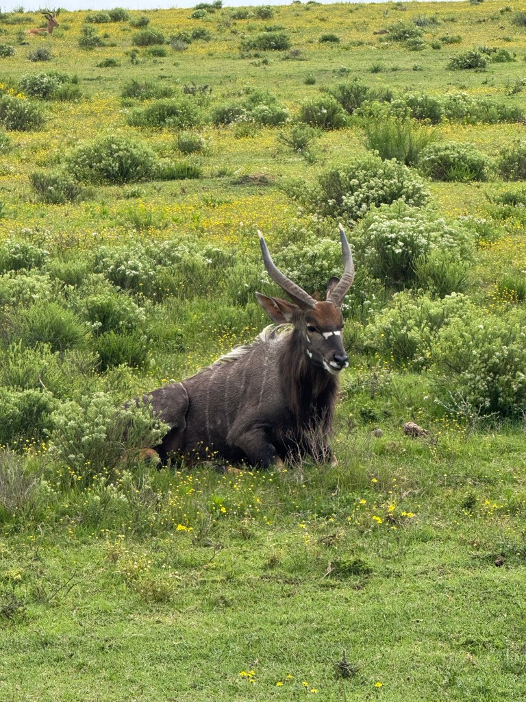 A Nyala sitting in the grassland