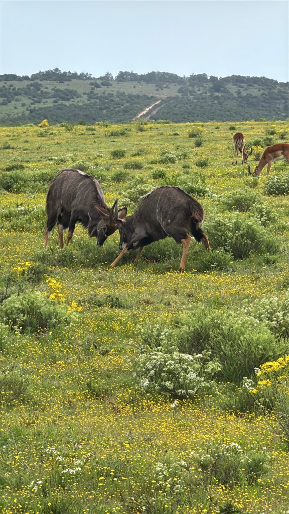 Two male Nyala sparring.