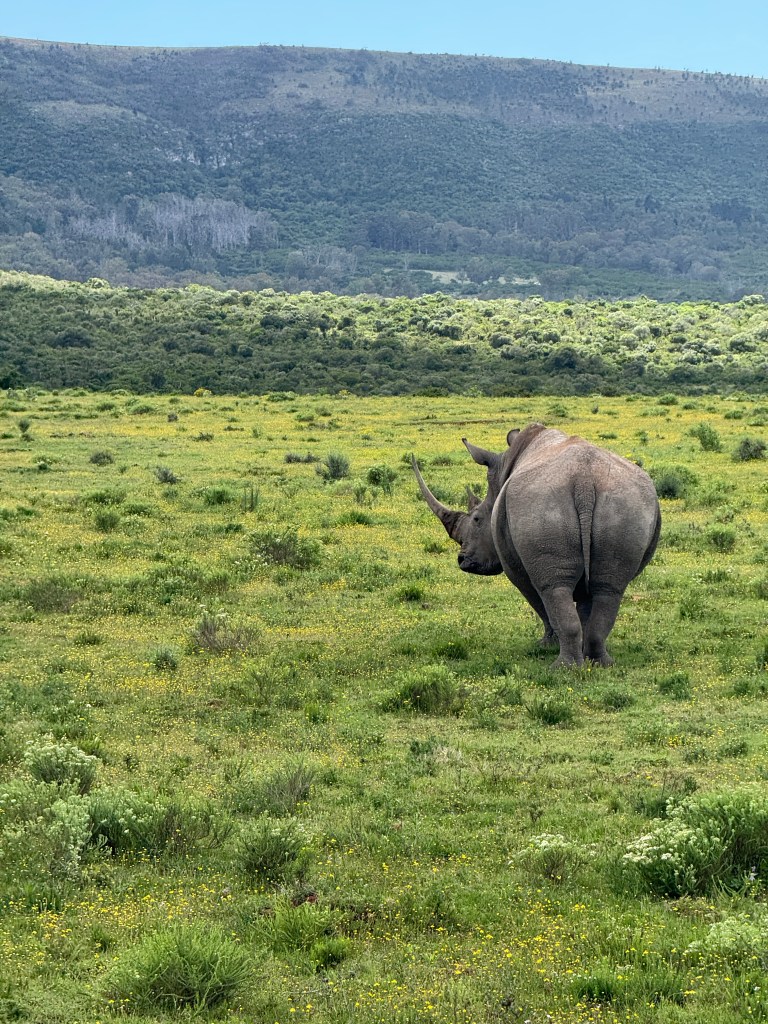A Rhino standing on the grasslands facing away from the camera.