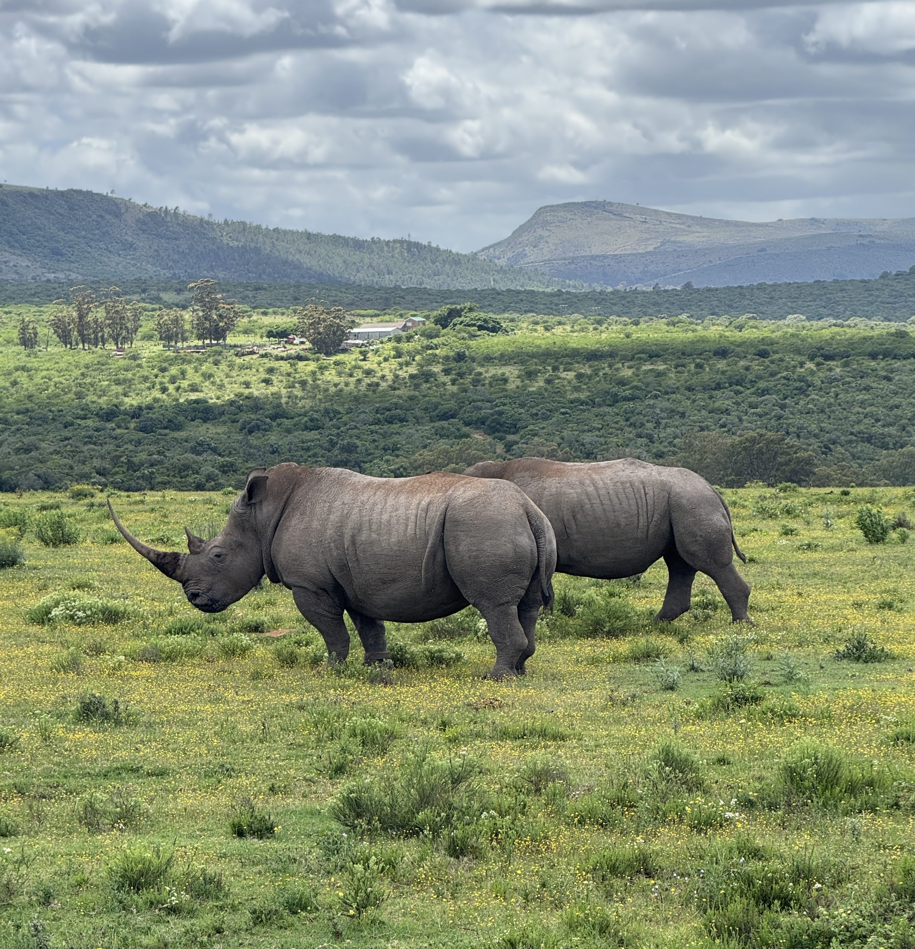 Two Rhinos standing next to each other in the Grassland