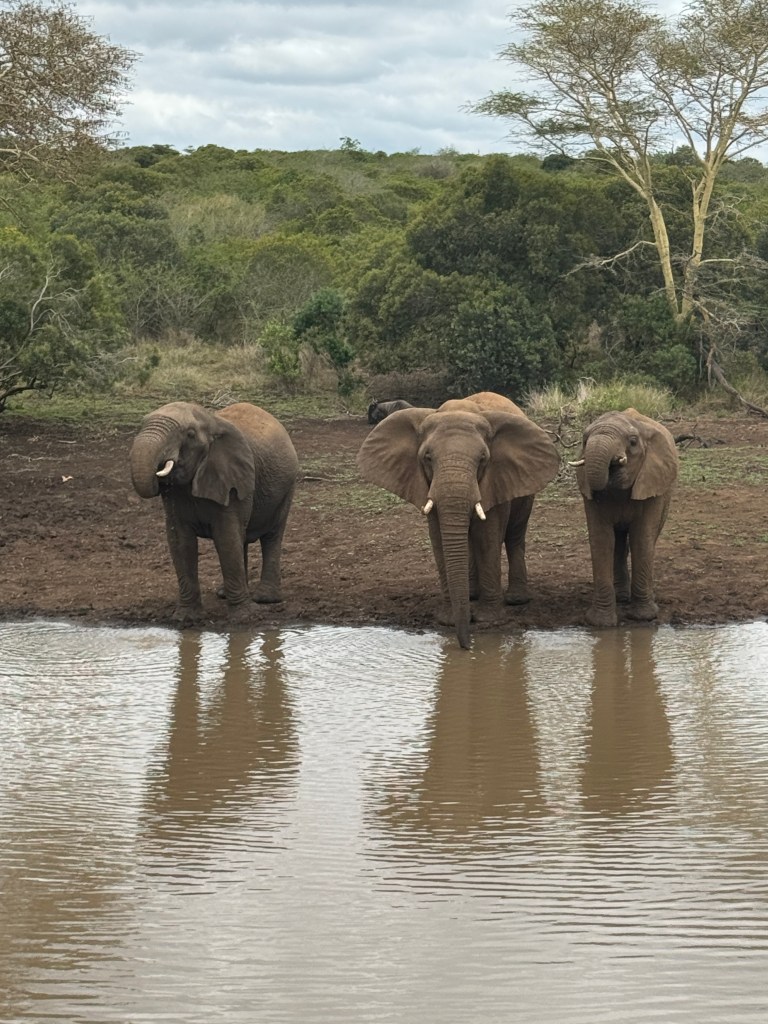 3 Elephants standing next to each other drinking at a watering whole