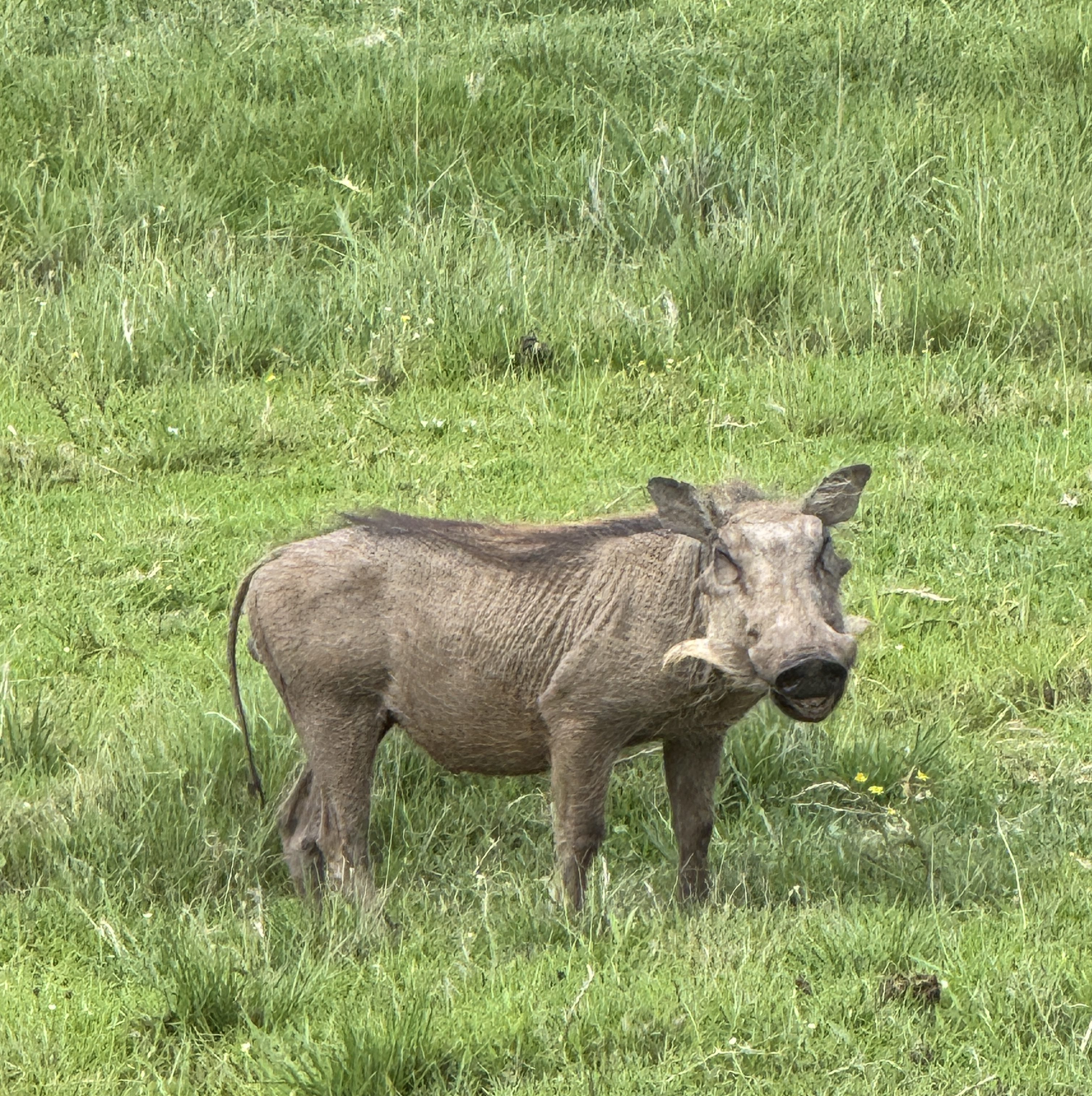 A warthog standing side on and looking at the camera.