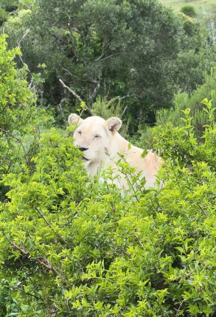 A White Lioness peering out from a green bush