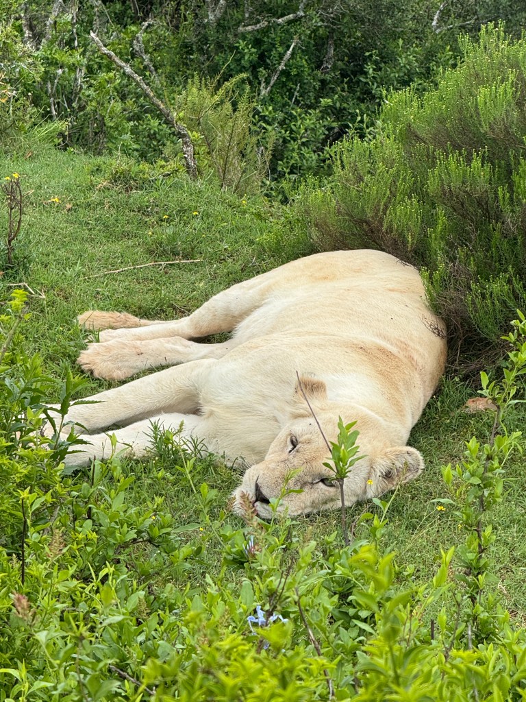 A white lioness relaxing lying down on the grass.