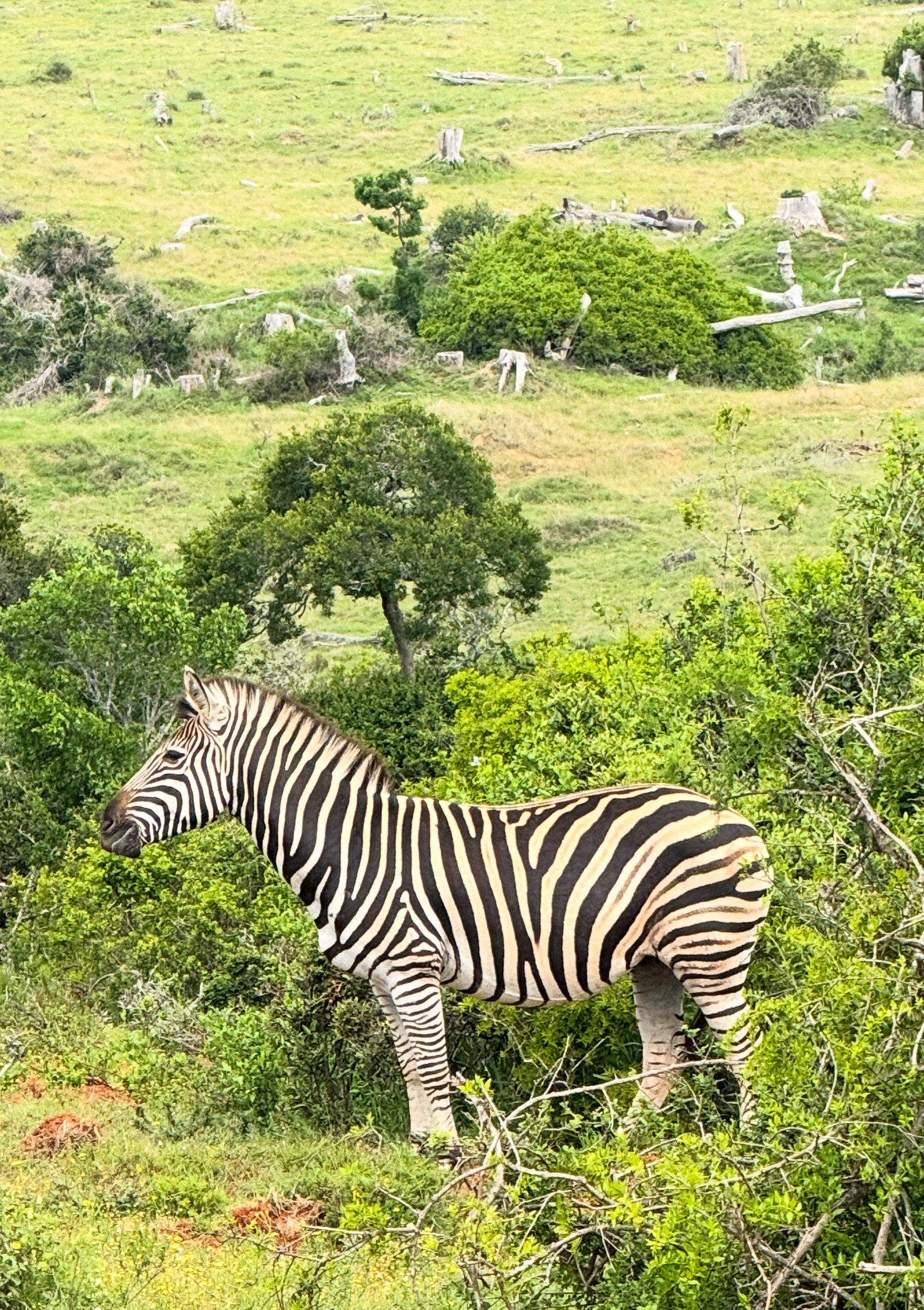 Zebra standing in the Grassland