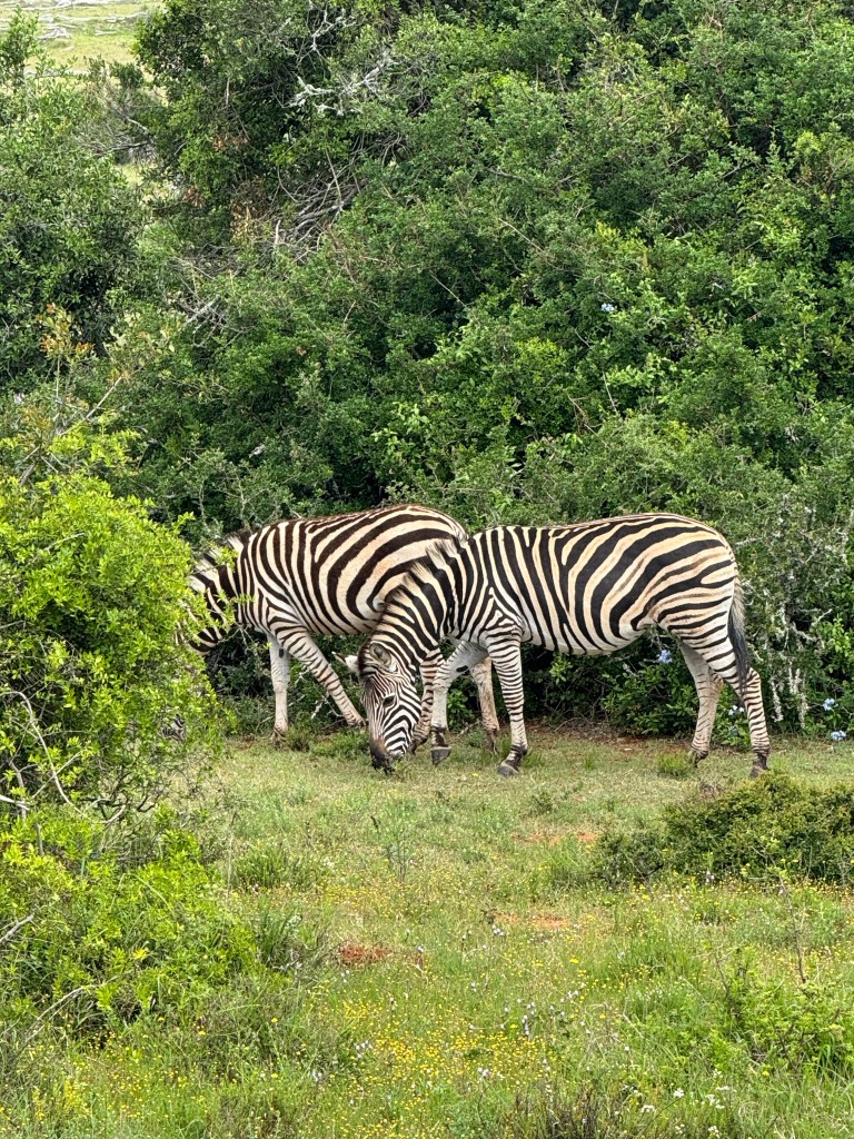 Two Zebras eating grass
